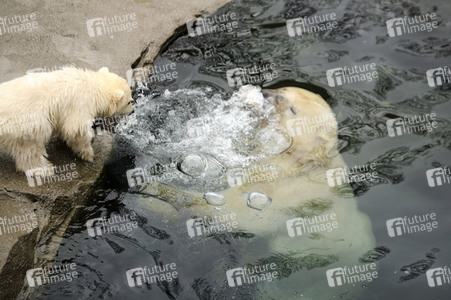 Eisbär-Baby im Zoo Hannover
