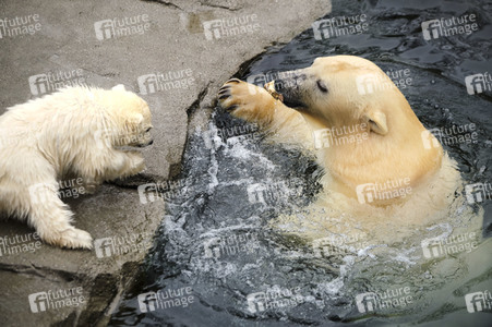 Eisbär-Baby im Zoo Hannover