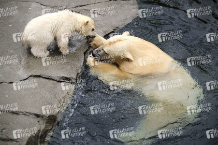 Eisbär-Baby im Zoo Hannover