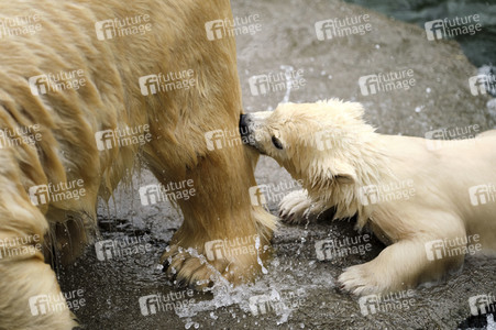 Eisbär-Baby im Zoo Hannover