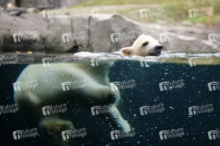 Eisbär-Baby im Zoo Hannover