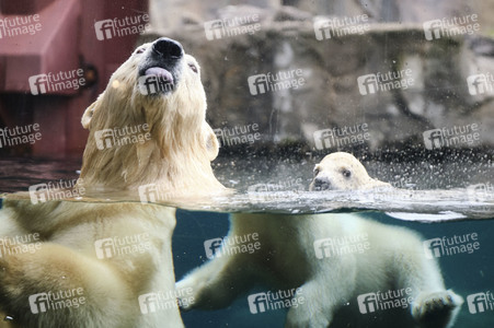 Eisbär-Baby im Zoo Hannover