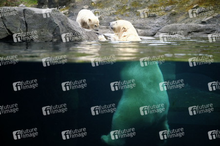 Eisbär-Baby im Zoo Hannover