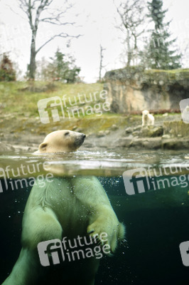 Eisbär-Baby im Zoo Hannover