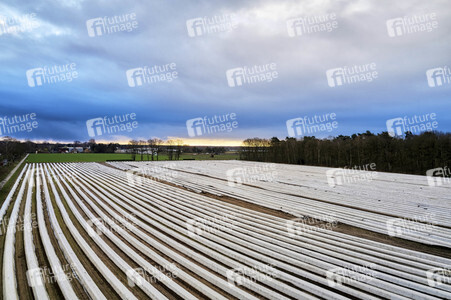 Symbolfoto Erntehelfer Notstand