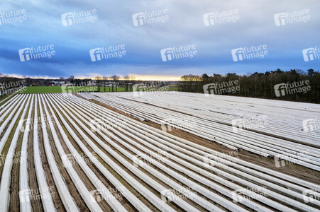 Symbolfoto Erntehelfer Notstand