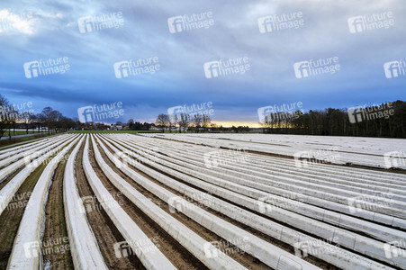 Symbolfoto Erntehelfer Notstand