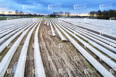Symbolfoto Erntehelfer Notstand