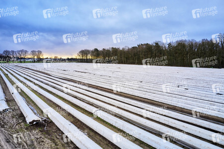 Symbolfoto Erntehelfer Notstand