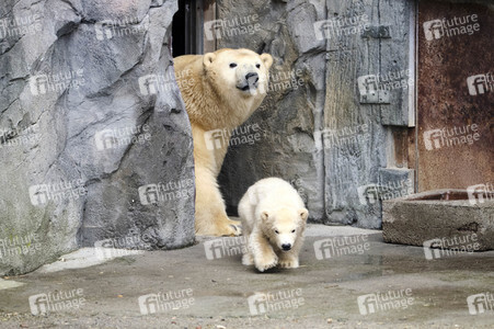 Eisbär-Baby im Zoo Hannover
