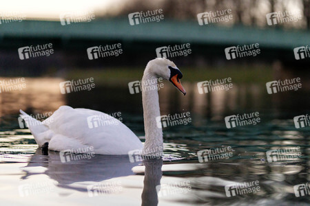 Schwan in Köln
