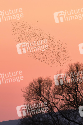Vogelschwarm in Nordstemmen
