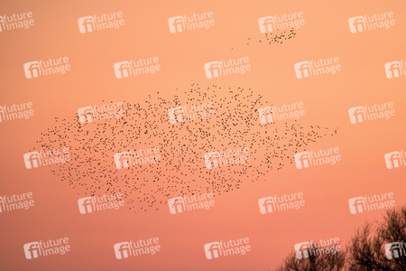 Vogelschwarm in Nordstemmen