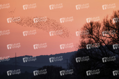 Vogelschwarm in Nordstemmen