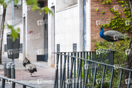 Quarantänemaßnahmen in Madrid
