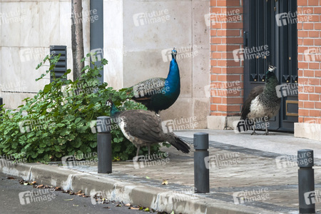 Quarantänemaßnahmen in Madrid