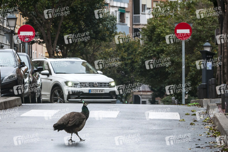 Quarantänemaßnahmen in Madrid