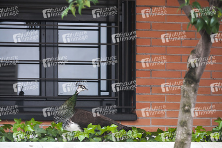 Quarantänemaßnahmen in Madrid