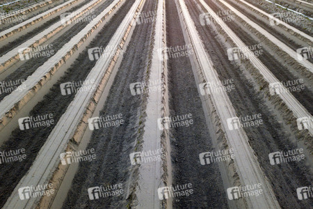 Symbolfoto Spargelfelder in Beelitz