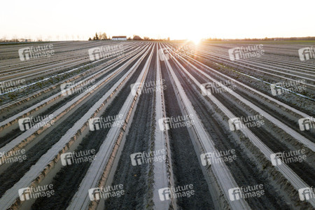 Symbolfoto Spargelfelder in Beelitz