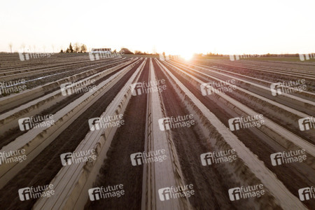 Symbolfoto Spargelfelder in Beelitz