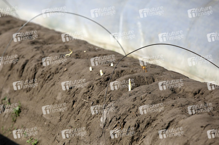 Eröffnung der Spargelsaison 2020 in Beelitz