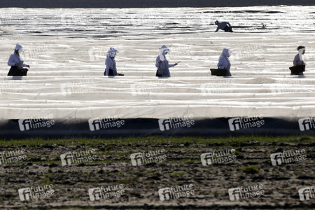 Eröffnung der Spargelsaison 2020 in Beelitz
