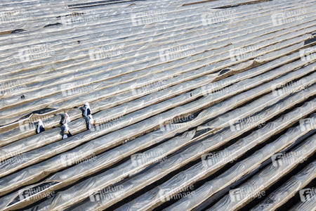 Eröffnung der Spargelsaison 2020 in Beelitz