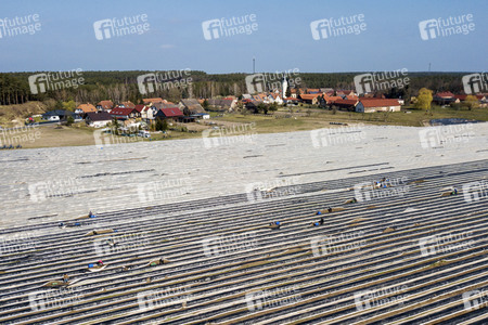 Eröffnung der Spargelsaison 2020 in Beelitz