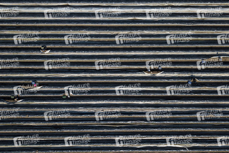 Eröffnung der Spargelsaison 2020 in Beelitz