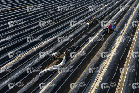 Eröffnung der Spargelsaison 2020 in Beelitz
