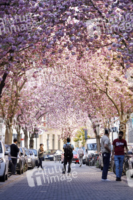 Kirschblüte in Bonn