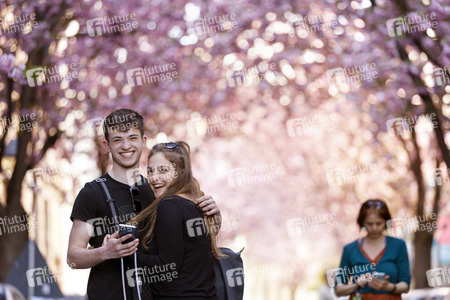 Kirschblüte in Bonn