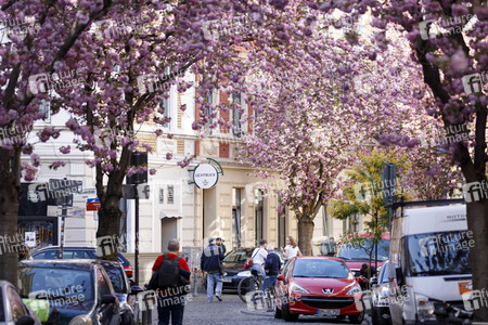 Kirschblüte in Bonn