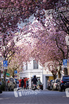 Kirschblüte in Bonn