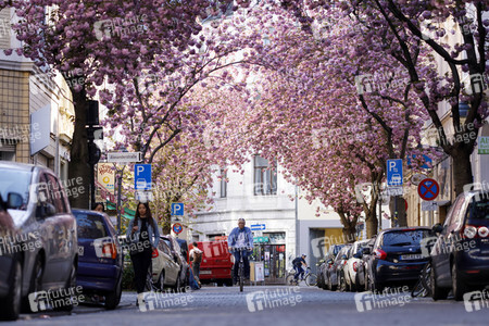 Kirschblüte in Bonn