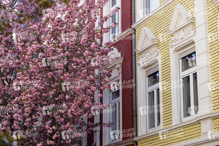 Kirschblüte in Bonn