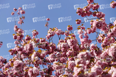 Kirschblüte in Bonn