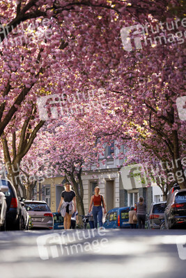 Kirschblüte in Bonn