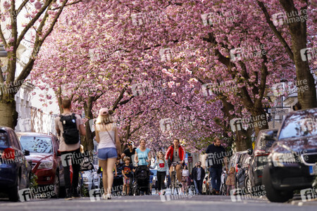 Kirschblüte in Bonn
