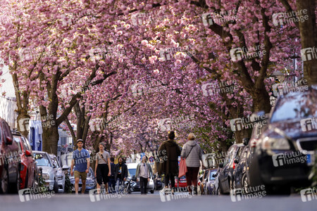 Kirschblüte in Bonn