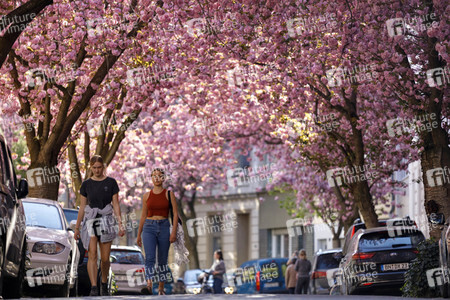 Kirschblüte in Bonn