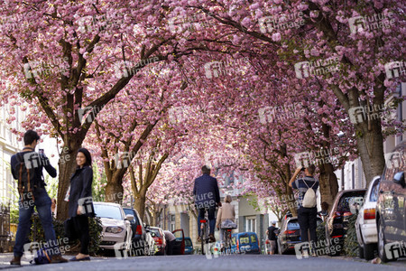 Kirschblüte in Bonn
