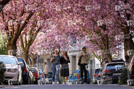 Kirschblüte in Bonn