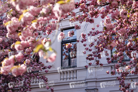 Kirschblüte in Bonn