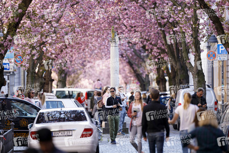 Kirschblüte in Bonn
