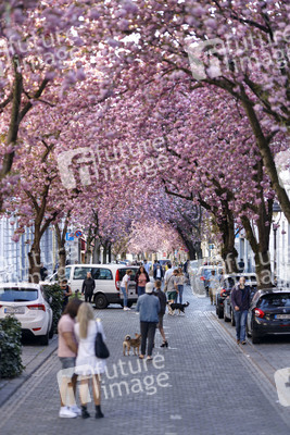 Kirschblüte in Bonn