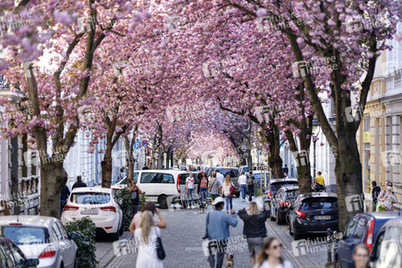 Kirschblüte in Bonn
