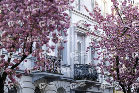 Kirschblüte in Bonn