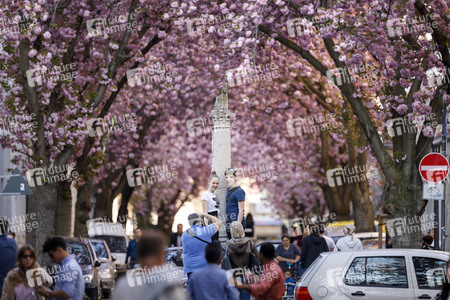 Kirschblüte in Bonn